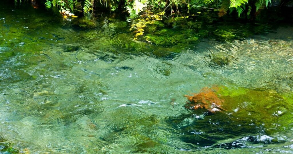 阿蘇の天然水が“おいしい”理由｜硬度・成分・水源で徹底比較ガイド